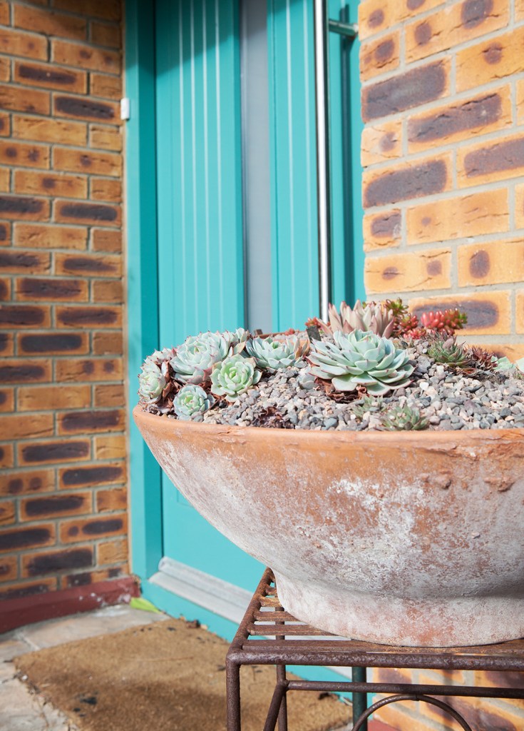 saculents in plant pot - turquoise mint door in background