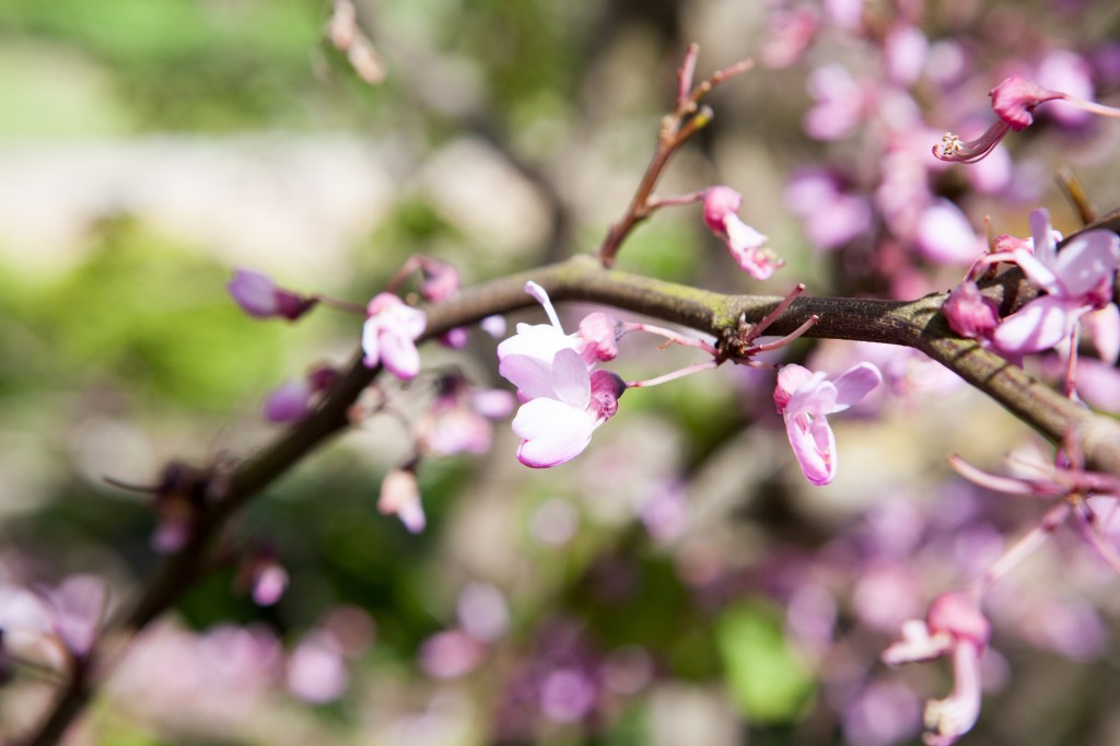 Close up of pink blossom tree