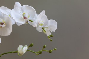 Close up photo of white orchid