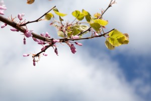 Blossom tree branch - close up of pink branch tree