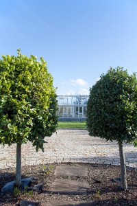 view of glasshouse through two hedge tree's - pathway and stone driveway
