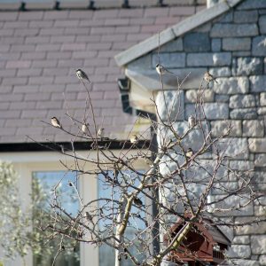 Birds in tree branches - stone wall - birdhouse