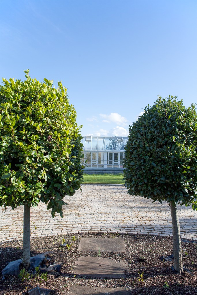 Two tree's next to small pathway - stone driveway with glass house in background