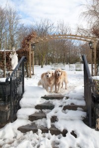 Two dogs standing on steps in snow with wooden outside arch