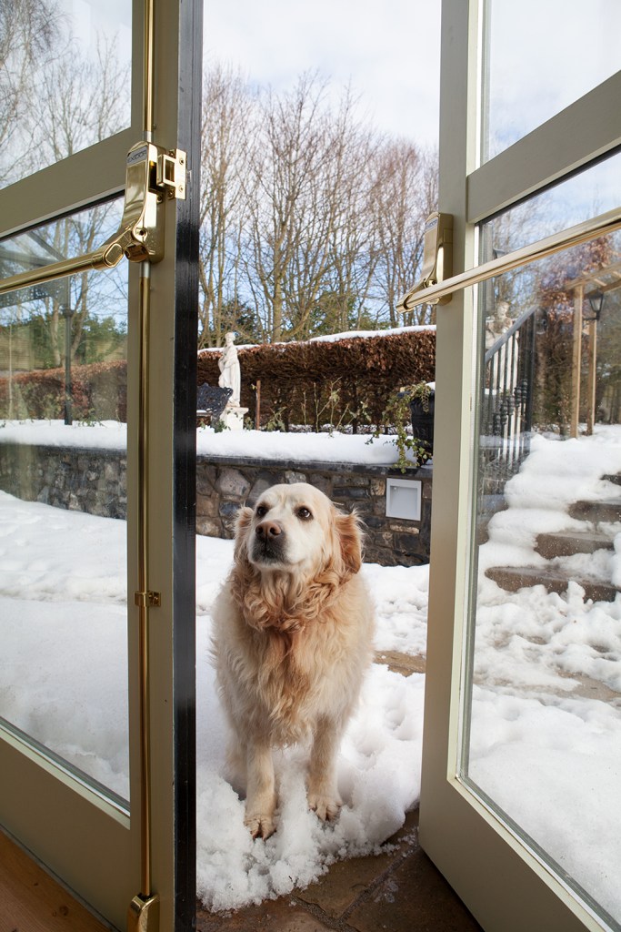 Dog standing in snow in a open glass push door