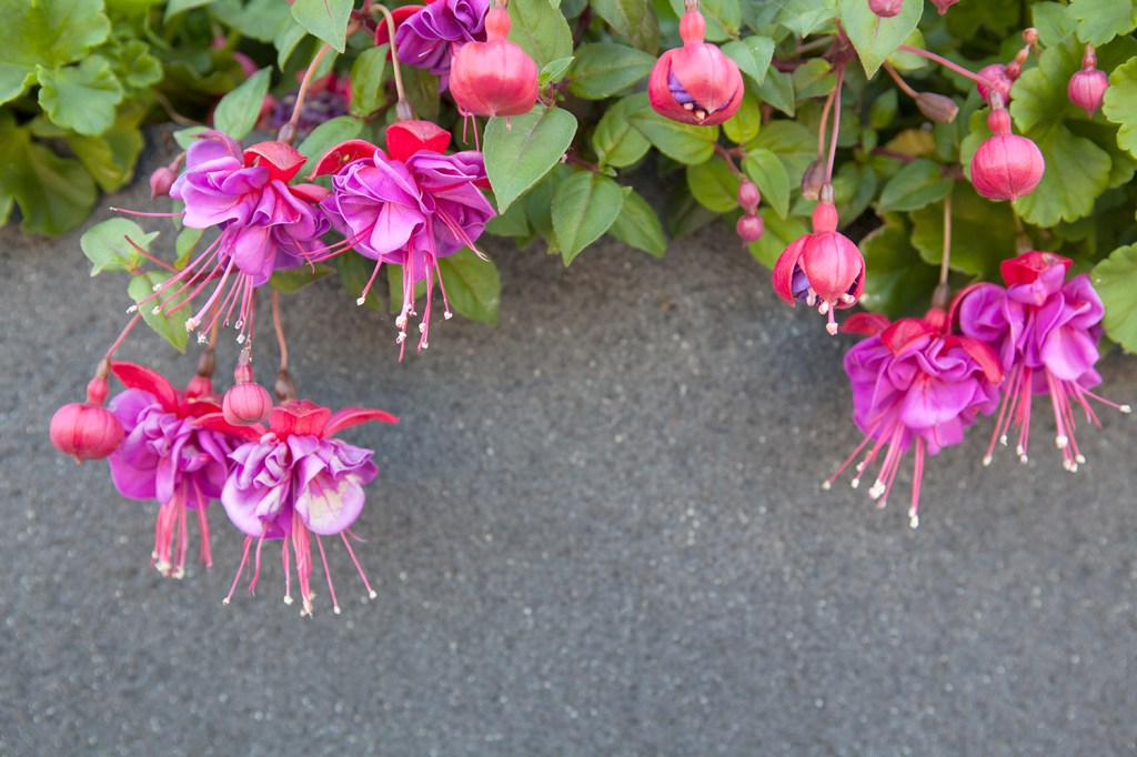 Fuchsia flower - pink and purple flower hanging from wall