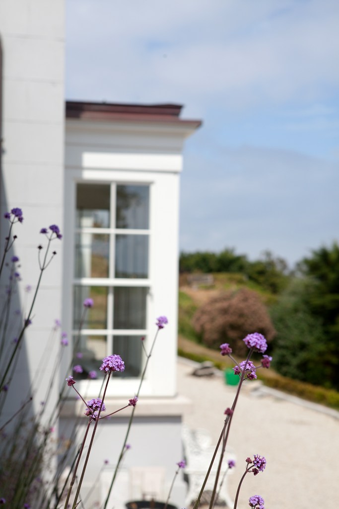 Wild purple flower - window with white frame and grills - outiside