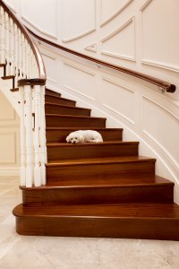 White small dog laying on dark wood stair tread