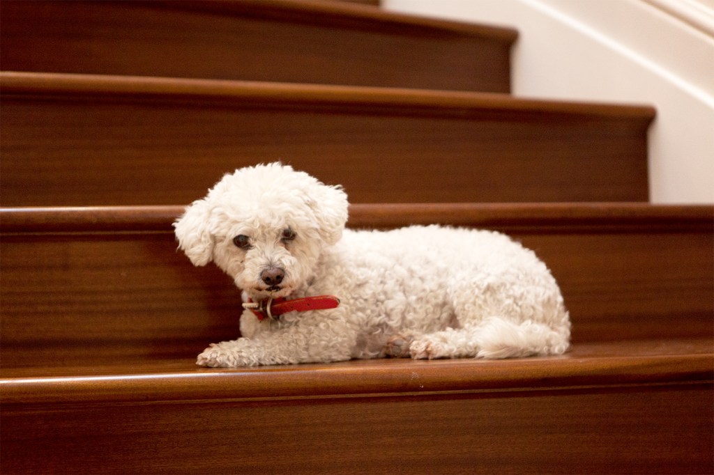 White small poodle dog laying on dark wood staircase - dog has red dog collar on
