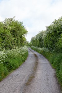 Nature pathway - greenery surrounding the path - gravel pathway for cars