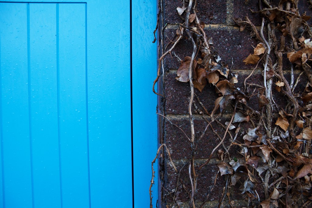 Old vines climbing up dark brick wall - wall connected to bright blue door - door frame