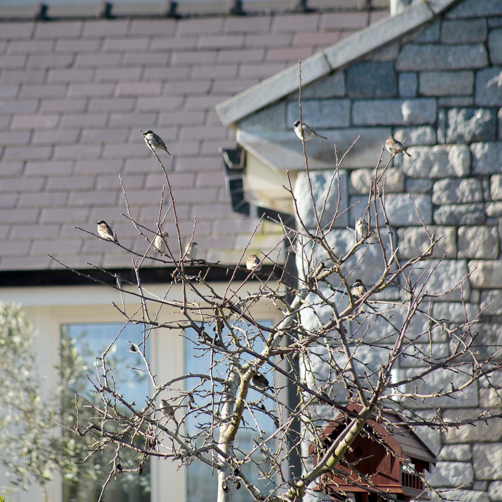 Birds sitting on tree branches - birdhouse - stone wall